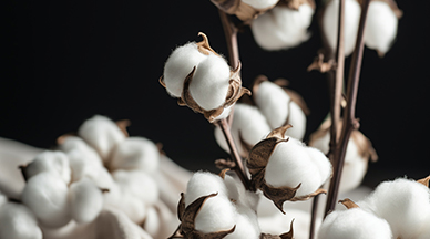 Ưu điểm của vải cotton hữu cơ là gì?